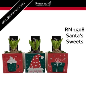 Arrangementen Hyacinthus 6%