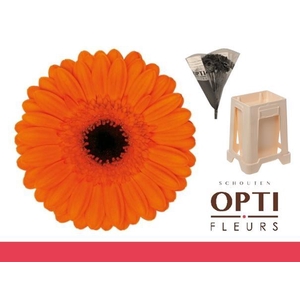 Germini Caramba Water