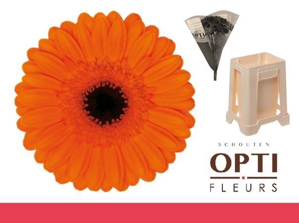 <h4>Germini Caramba Water</h4>