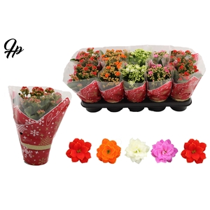Kalanchoë 12 cm 5 color mix in Couture Christmas sleeve