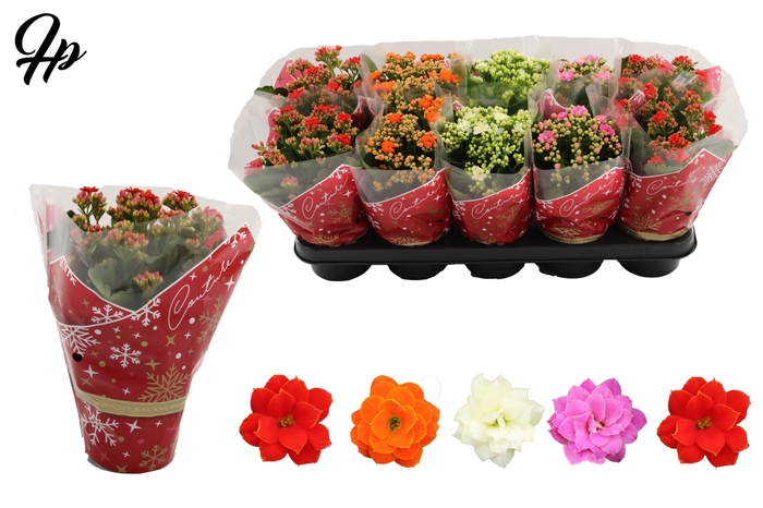 <h4>Kalanchoë 12 cm 5 color mix in Couture Christmas sleeve</h4>