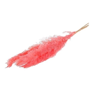 Bunch Gynerium 5 Pcs Slv L120