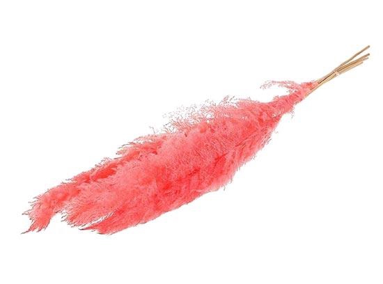 Bunch Gynerium 5 Pcs Slv L120