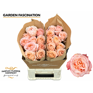 Rosa Garden Fascination