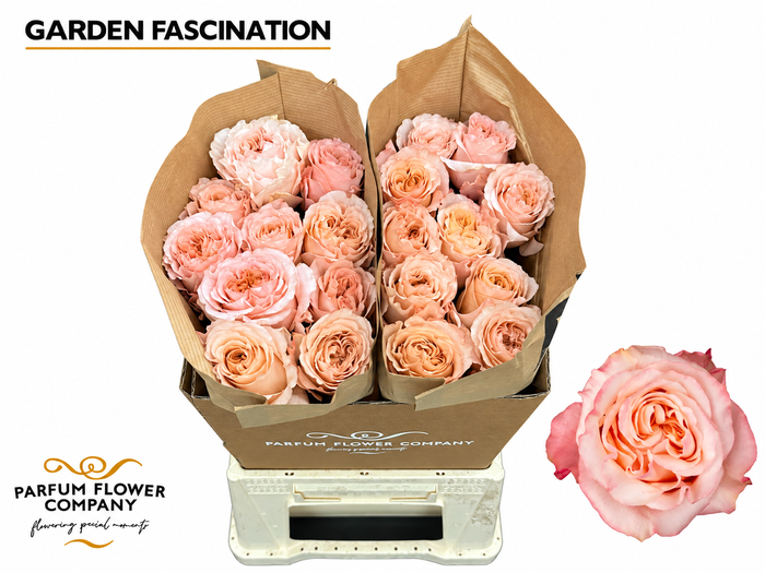 <h4>Rosa Garden Fascination</h4>