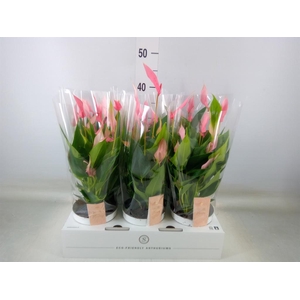 Anthurium andr. 'Lilli'