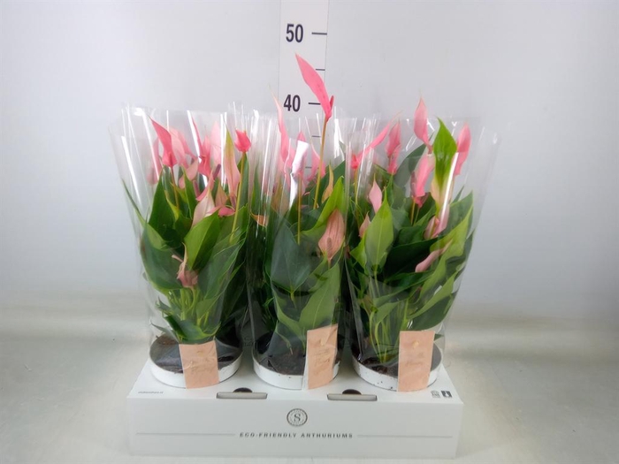 <h4>Anthurium andr. 'Lilli'</h4>