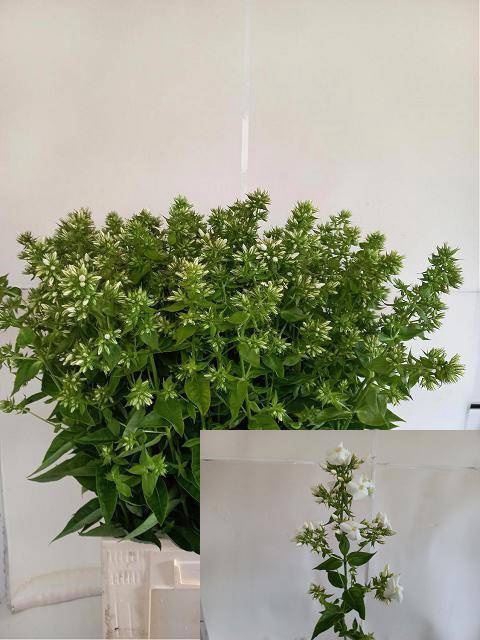 <h4>PHLOX P MAG SNOWDRPZ</h4>