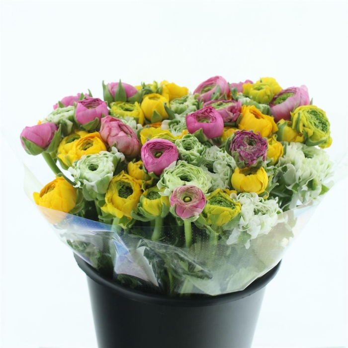 <h4>Ran Ponpon Mix Extra</h4>