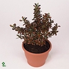 Viburnum tinus 50cm-stem C3