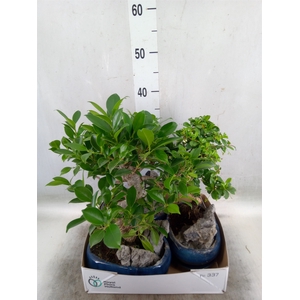 Bonsai   ...mix