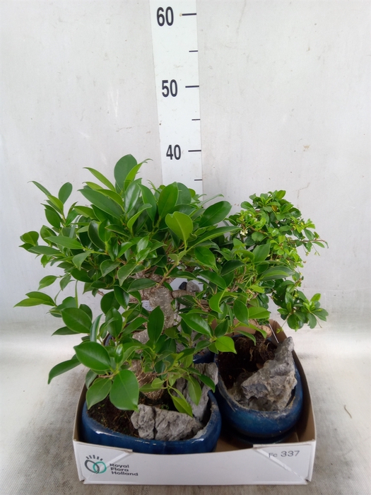 <h4>Bonsai   ...mix</h4>