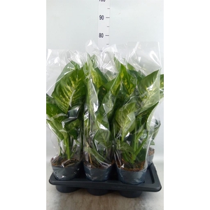 Dieffenbachia seg. 'Reeva'