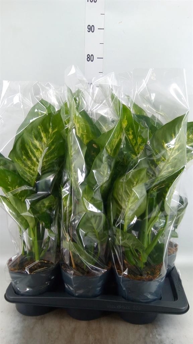 <h4>Dieffenbachia seg. 'Reeva'</h4>
