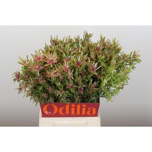 Leucadendron Ayoba Star Pearl