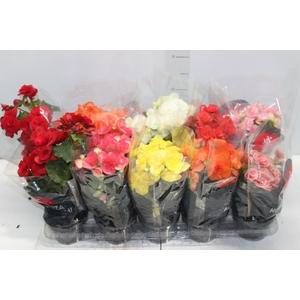 BEGONIA P11