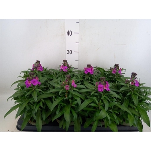Erysimum  'Leya Purple Glow'