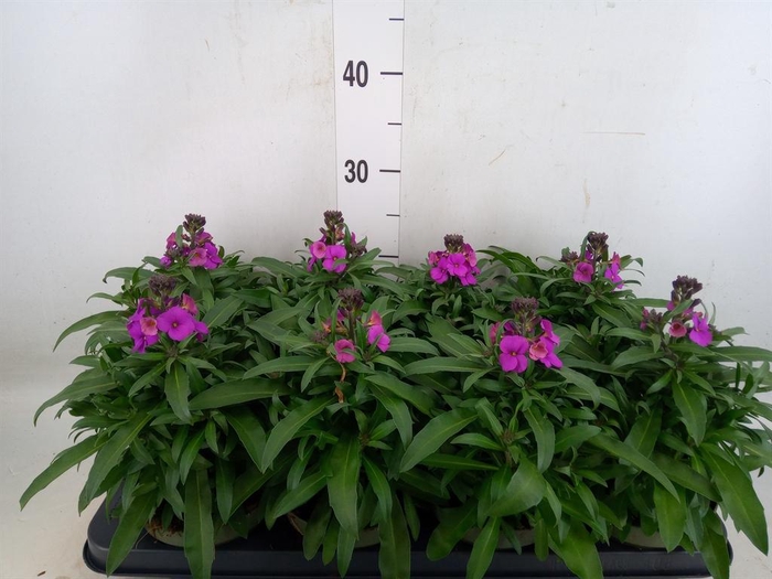 <h4>Erysimum  'Leya Purple Glow'</h4>