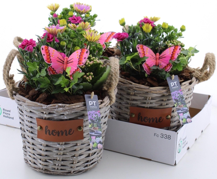 <h4>ARR TUINPLANTEN</h4>