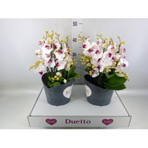 Phalaenopsis multi. 'FC Safe Haven'