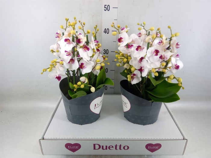 <h4>Phalaenopsis multi. 'FC Safe Haven'</h4>