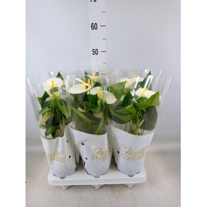 Anthurium andr. 'Cocos'