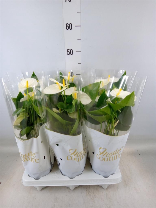 <h4>Anthurium andr. 'Cocos'</h4>