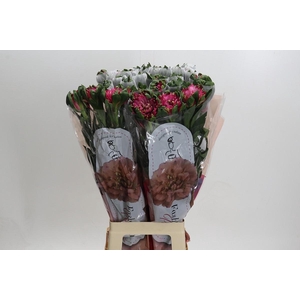 Alstroemeria Fashionista Sofiena