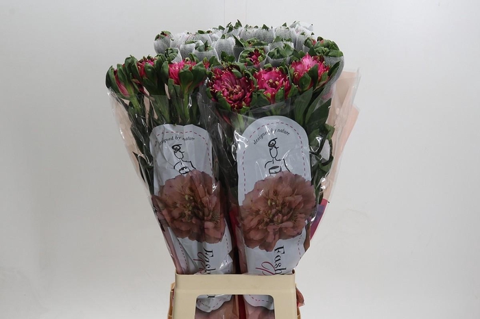 <h4>Alstroemeria Fashionista Sofiena</h4>