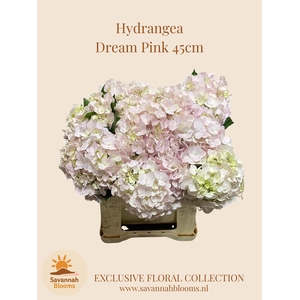 HYDR M DREAM RZ