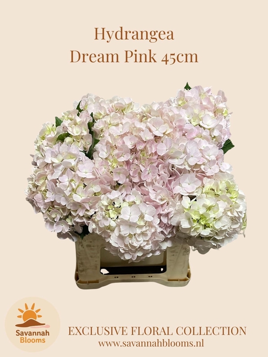 <h4>HYDR M DREAM RZ</h4>