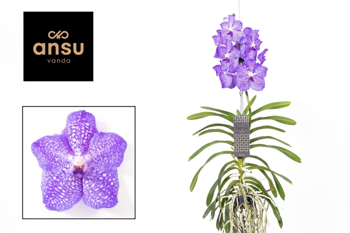 Vanda