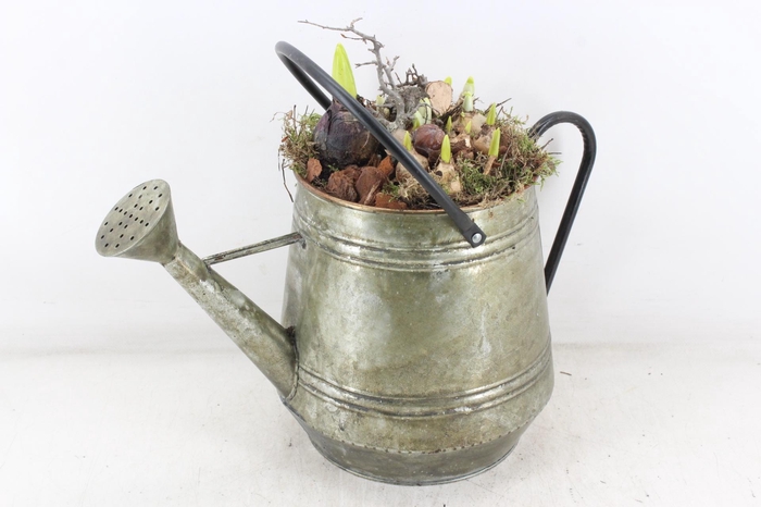 <h4>arr4 Bollenmix MB - Zink gieter green L x2</h4>