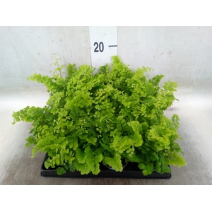 Adiantum raddi. 'Fritz-Luthi'