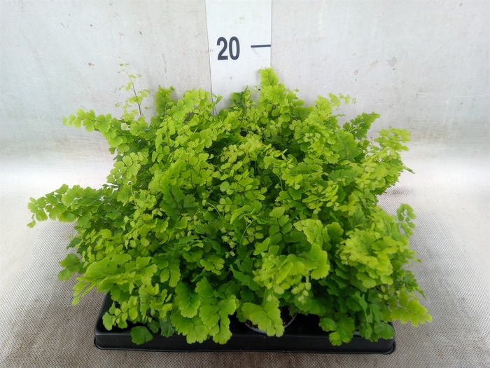 <h4>Adiantum raddi. 'Fritz-Luthi'</h4>