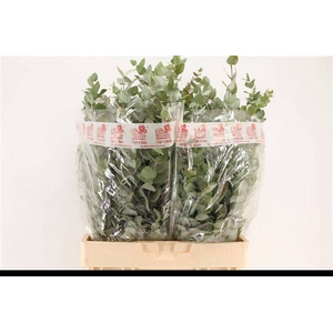 EUC CINEREA PER BOS