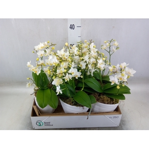 Arr.   Kamerplant Groen L%