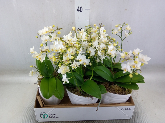 <h4>Arr.   Kamerplant Groen L%</h4>