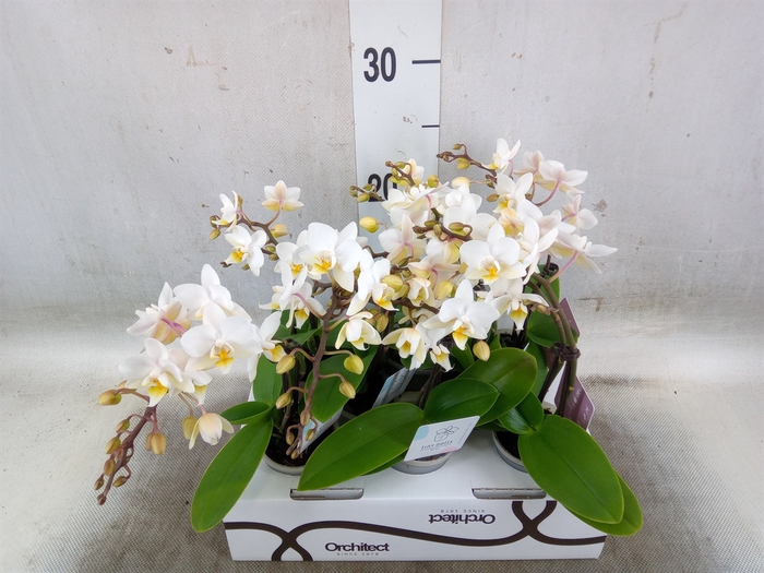 <h4>Phalaenopsis   ...mini</h4>