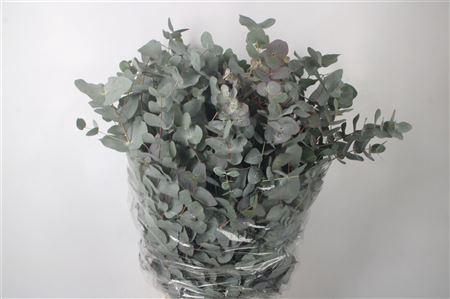 <h4>Euc Cinerea Per Bunch 300 Gram S U P E R</h4>