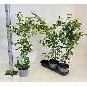 VIBU PL KILIMANDJARO