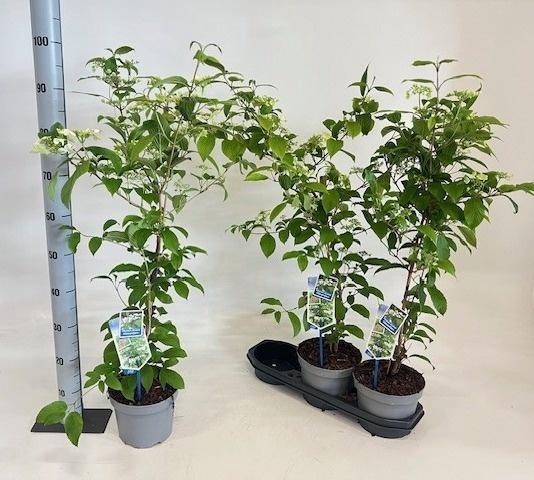 <h4>VIBU PL KILIMANDJARO</h4>