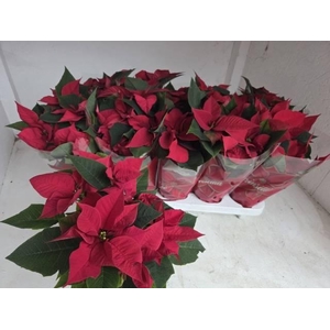 EUPHOR POINSETTIA RED P11