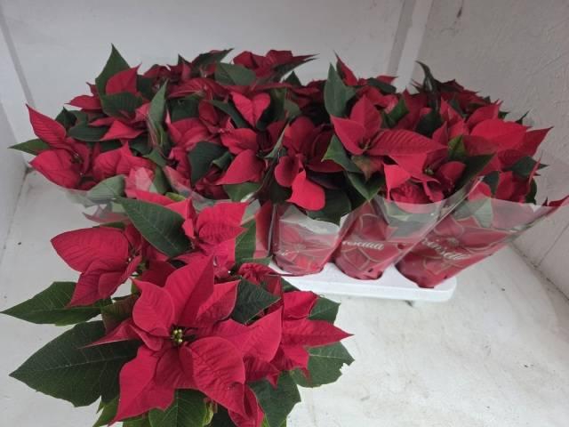 <h4>EUPHOR POINSETTIA RED P11</h4>