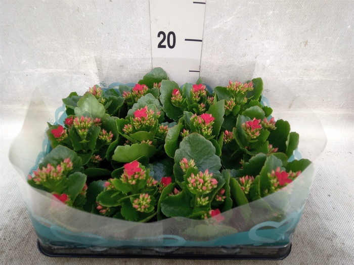 <h4>Kalanchoe blos.   ..</h4>