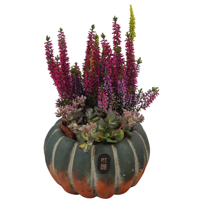 <h4>Arr.   Tuinplanten L%</h4>