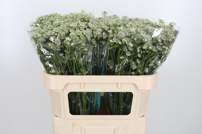 <h4>Astrantia Wit Billion Stars</h4>