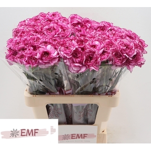 DI ST ROYAL DAMASCUS