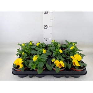 Viola wr. 'Matrix Yellow'