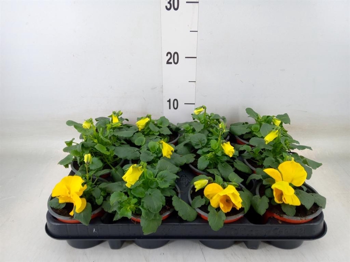 <h4>Viola wr. 'Matrix Yellow'</h4>